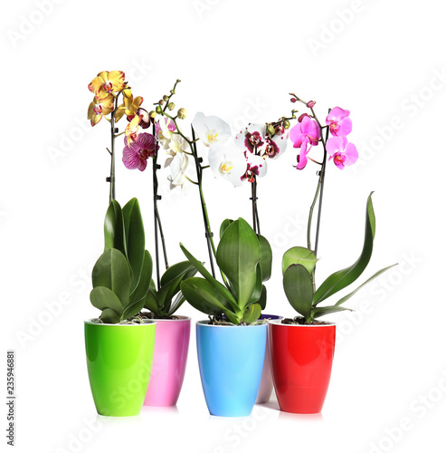 Fototapeta Naklejka Na Ścianę i Meble -  Beautiful tropical orchid flowers in pots on white background