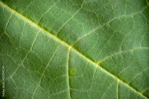 Macro photograph of a leaf of a green color