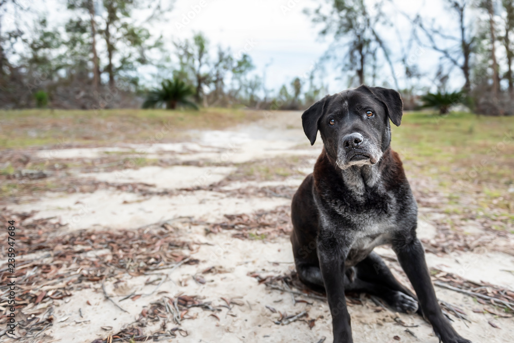 Senior Old Black Lab Dog Senior Old Black Lab Dog
