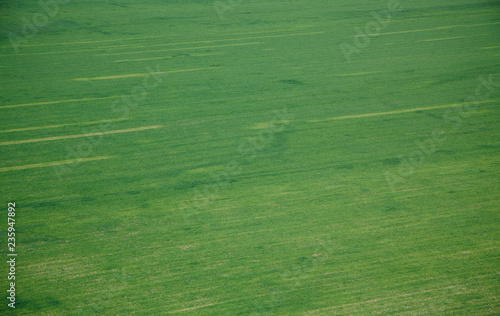 Green field texture