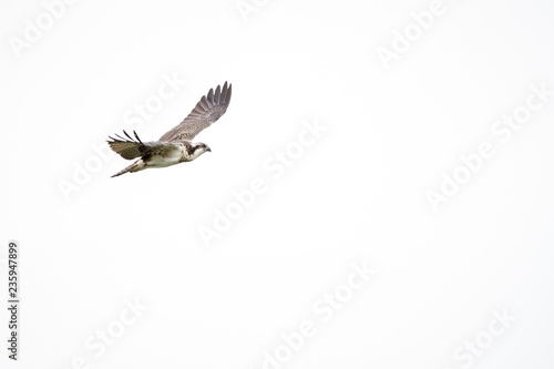 Osprey alert wings high © Vinoverde
