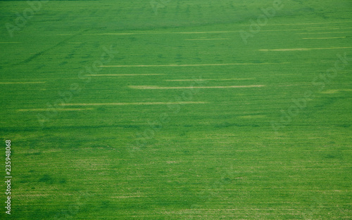 Green field texture