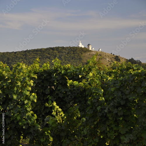 Mikulov and vineyards and the chapel on the hill photo