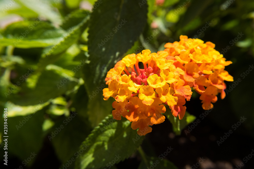 Red and yellow Lantana Camara flower. Red and yellow Lantana Camara flower.
