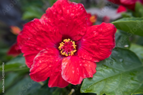 Red Hibiscus flower and green leaves.