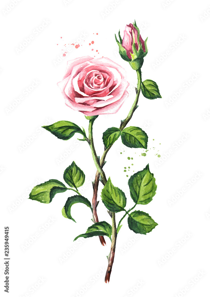 Pink roses. Watercolor hand drawn illustration,  isolated on white background