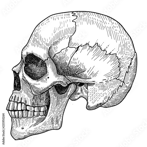 illustration of human skull