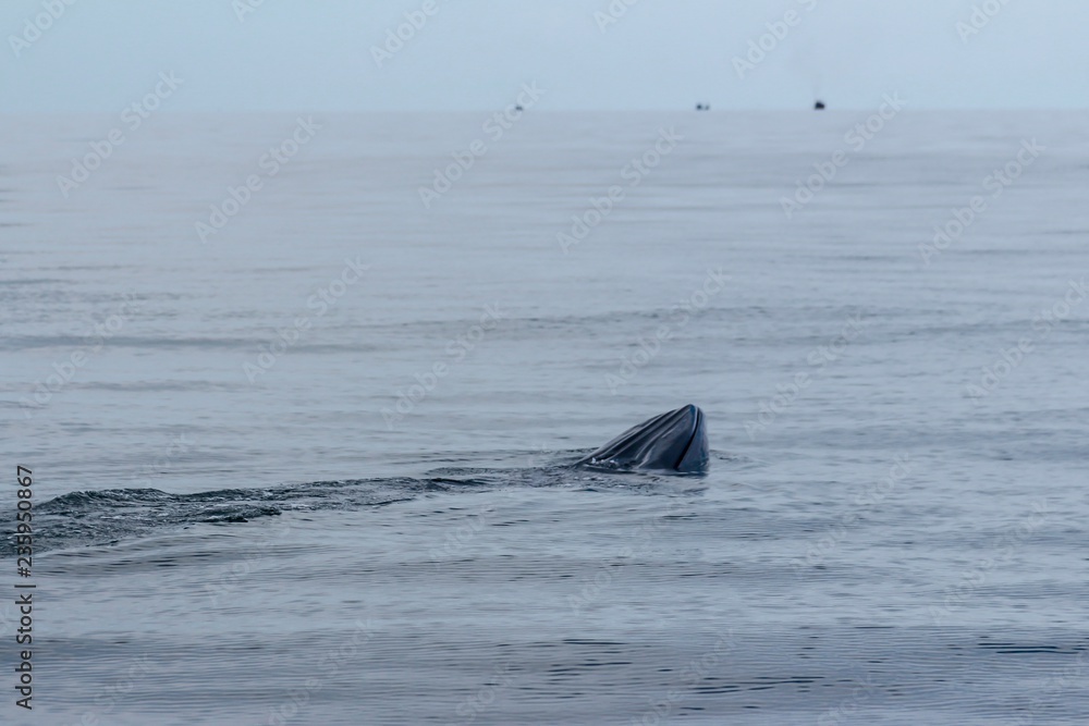 Obraz premium Bryde’s whale in Gulf of Thailand. Swimming and eating planktons. Huge mammal in the sea.