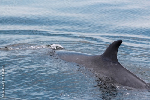 Bryde’s whale in Gulf of Thailand. Swimming and eating planktons. Huge mammal in the sea.