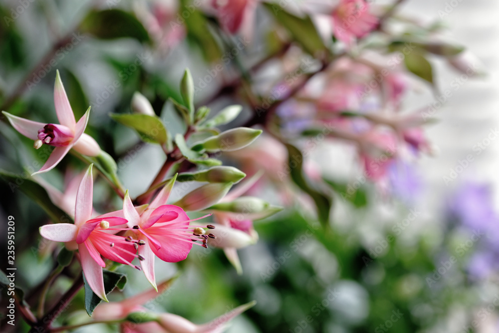 Obraz premium Fuchsia Walz Zhubelteen