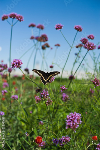 Butterfly on flower