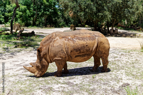 White Rhino at Animal Kingdom 