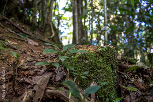 Detail of Atlantic Forest vegetation on a trail © AlfRibeiro
