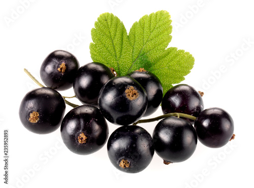 Canvas Print BLACKCURRANTS