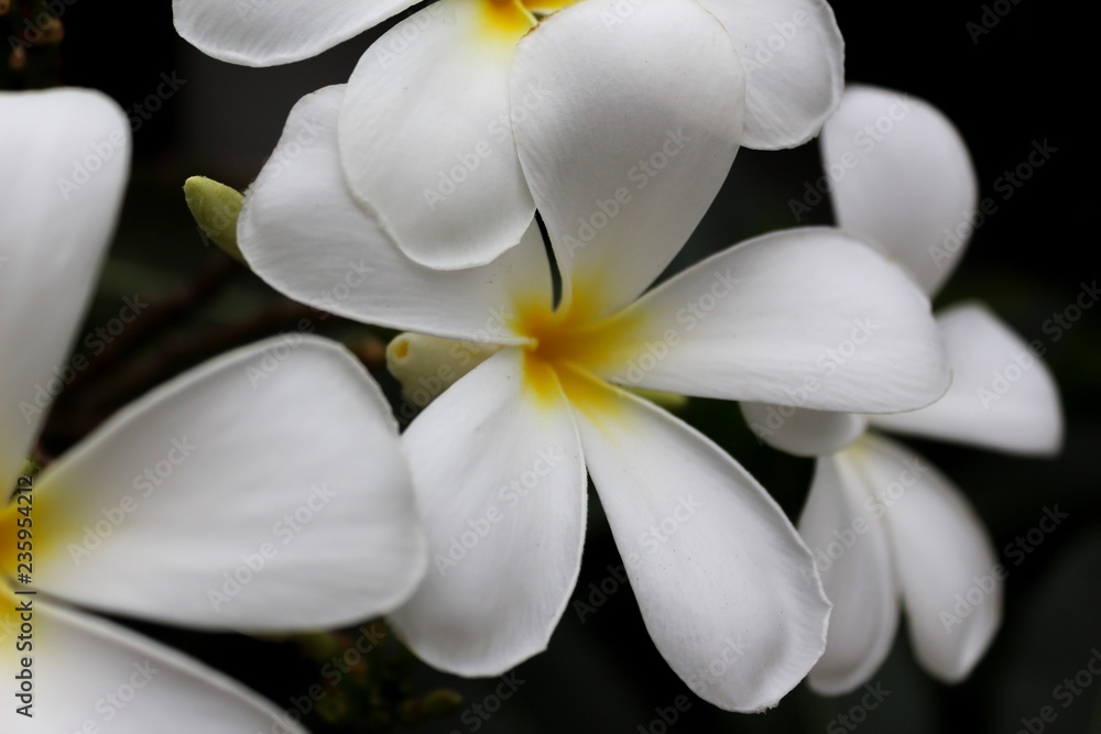 Fototapeta premium White Plumerias in black background in Thailand.