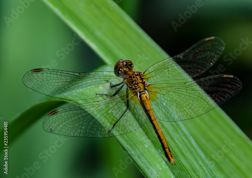 dragonfly, transparent, wings, blades of grass, summer