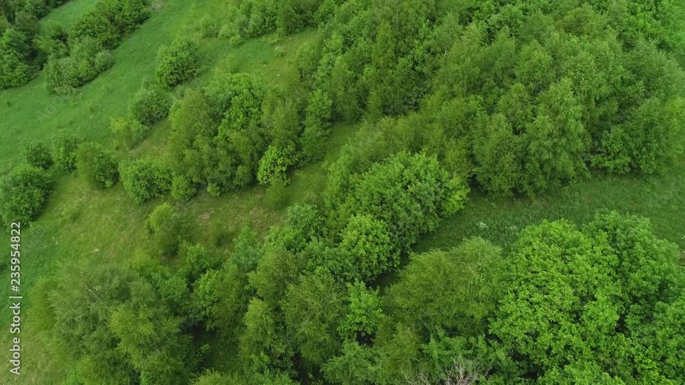 nature on the slope in the mountains. trees, bushes, sky nature on the slope in the mountains. trees, bushes, sky