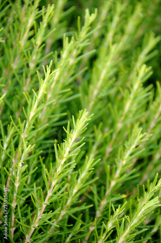 FIELD OF GROWING ROSEMARY