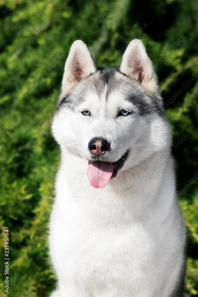A mature Siberian husky female dog is sitting near a fir tree. The background is green. A bitch has grey and white fur and blue eyes. She looks forward.