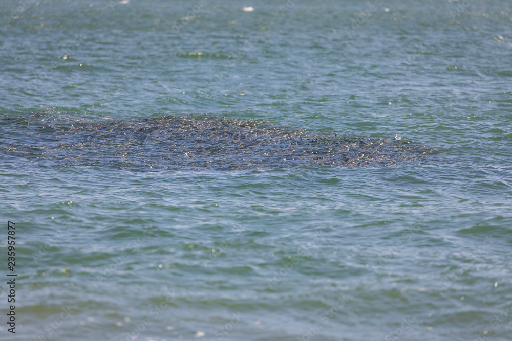 Fototapeta premium fish pod