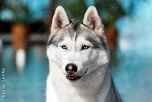 A mature Siberian husky female dog is sitting near a big pool. The background is blue. A bitch has grey and white fur and blue eyes. She looks forward.