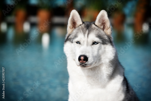 A mature Siberian husky female dog is sitting near a big pool. The background is blue. A bitch has grey and white fur and blue eyes. She looks forward.