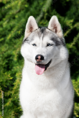 A mature Siberian husky female dog is sitting near a fir tree. The background is green. A bitch has grey and white fur and blue eyes. She looks forward. © Rabinger