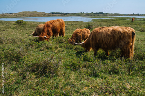 Rinder in Holland © Svensen