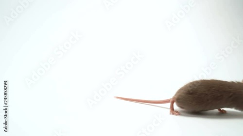 Health, black lab mice, around four weeks old with pure white background