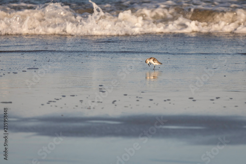 Shore Birds