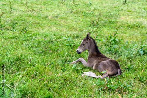 the foal lies on the grass