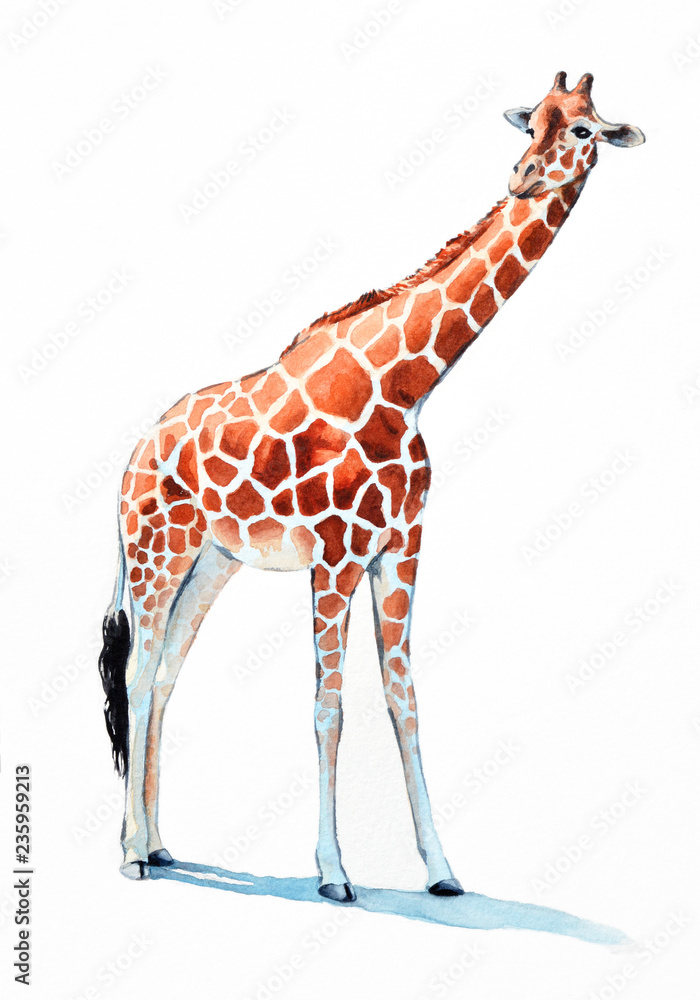 Fototapeta premium żyrafa ilustracja akwarela. ręcznie malowane zwierzę z zoo, długa szyja i duże pomarańczowe cętki i kopyta. Żyrafa jest izolowana na białym tle.