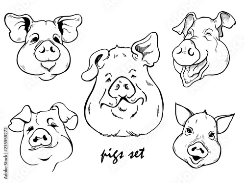 Wallpaper Mural several portraits of pigs black and white