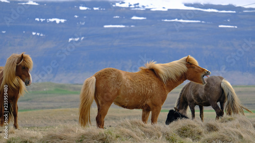 funny icelandic horse