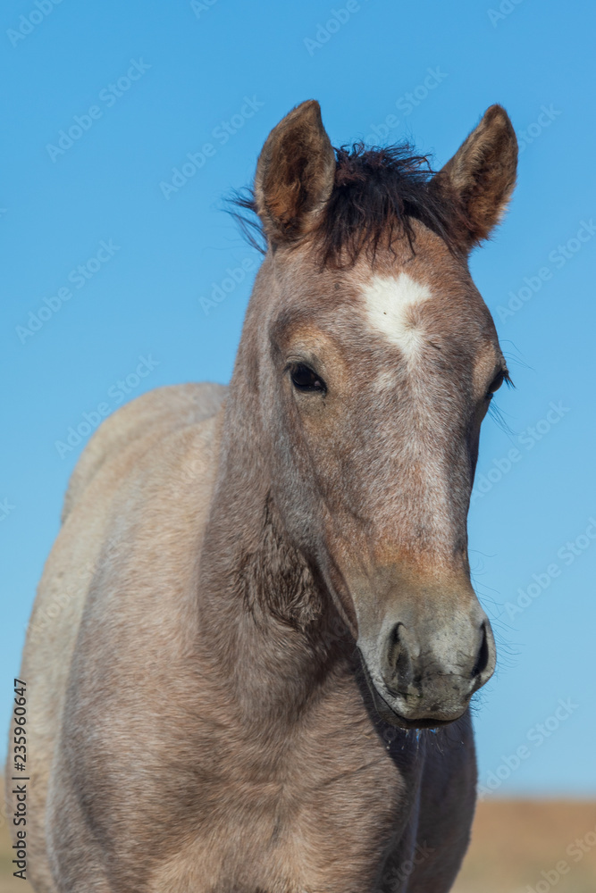 Obraz premium Portrait of a Beautiful Wild Horse