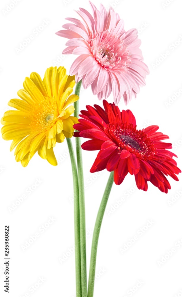 Red, Yellow and Pink Gerbera Daisies Red, Yellow and Pink Gerbera Daisies