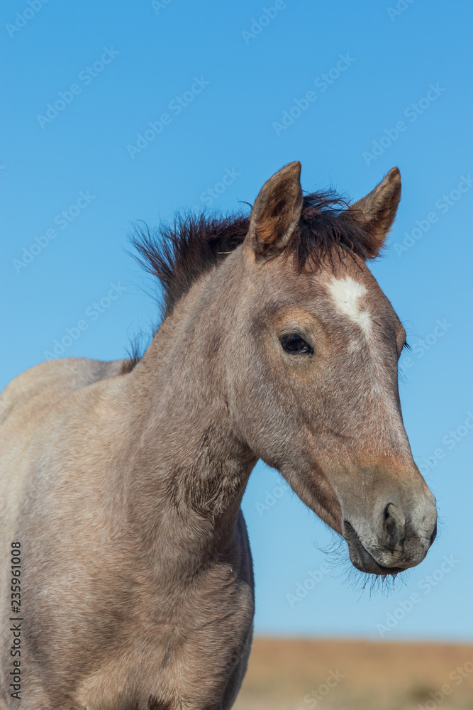 Portrait of a Beautiful Wild Horse Portrait of a Beautiful Wild Horse