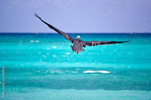 Pelikan in der Karibik