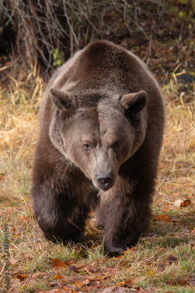 Grizzly Bear Taking a Stroll in the Fall