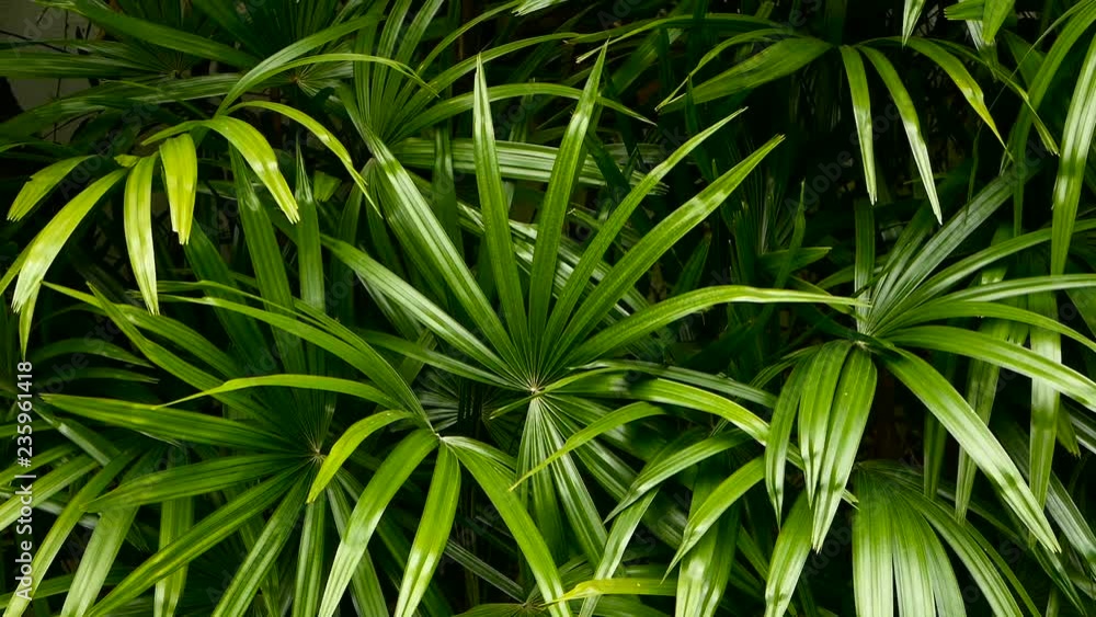 Bright juicy exotic tropical greens in the jungle forest equatorial climate. Background with unusual plant foliage swaying. Natural texture with juicy leaves. Sunlight on the palm leaf. Bright juicy exotic tropical greens in the jungle forest equatorial climate. Background with unusual plant foliage swaying. Natural texture with juicy leaves. Sunlight on the palm leaf.