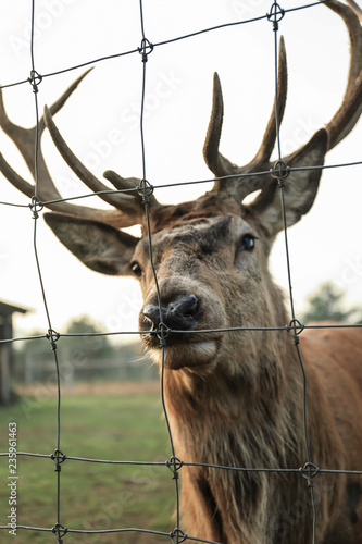 Fototapeta Naklejka Na Ścianę i Meble -  Jeleń w niewoli za kratkami.