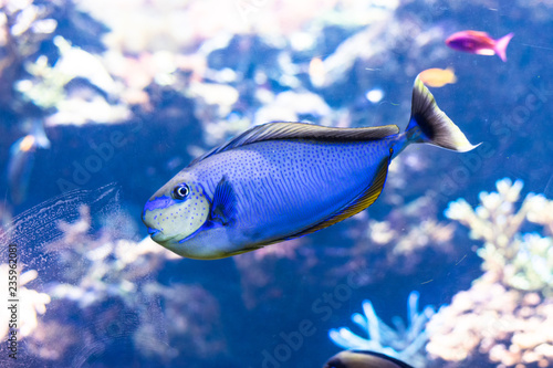 Blue tang fishes and coral reef life. Background and graphic use photo