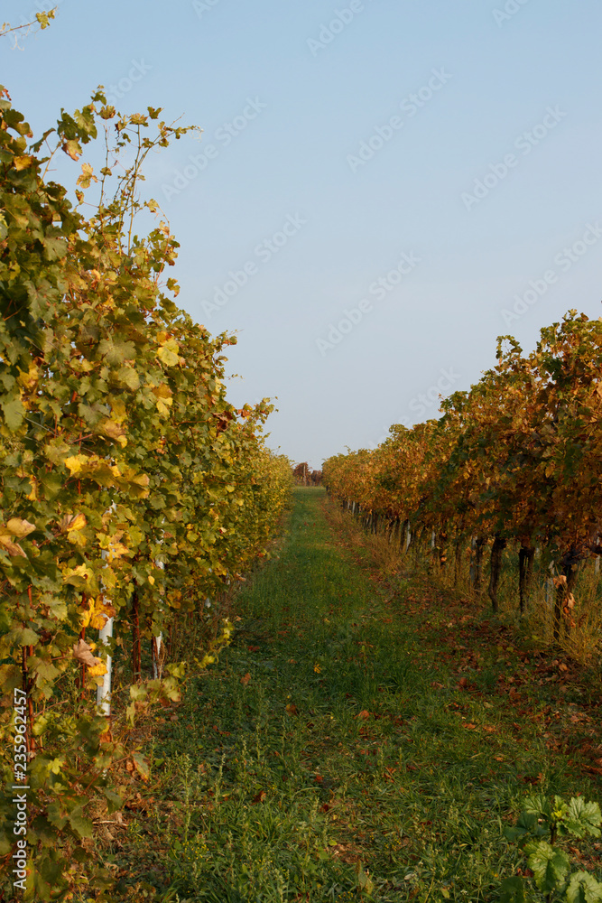 Naklejka premium vineyard with red and orange leaves in autumn
