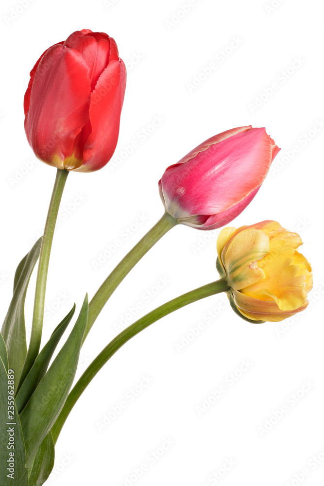 Garden Flower bouquet. Tulips isolated on a white background Garden Flower bouquet. Tulips isolated on a white background