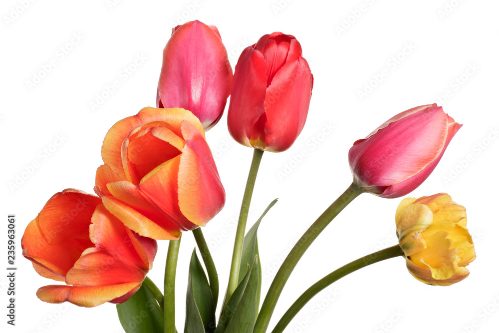 Garden Flower bouquet. Tulips isolated on a white background