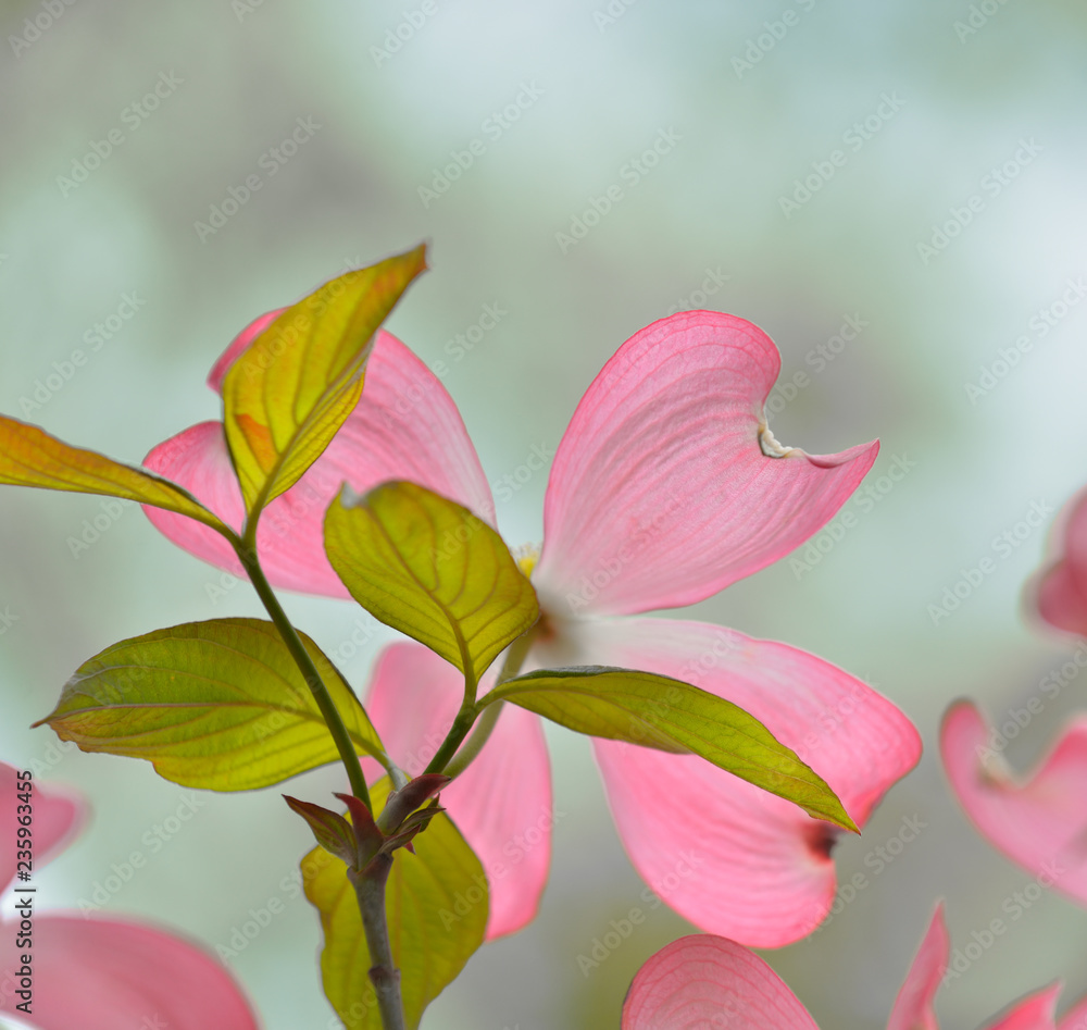 Fototapeta premium Flowering Dogwood Detail