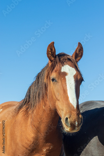 Fototapeta Naklejka Na Ścianę i Meble -  Portrait of a Beautiful Wild Horse