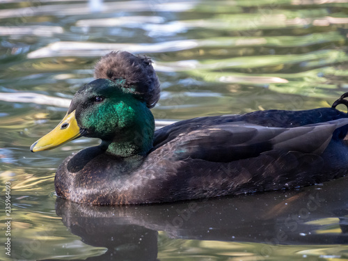 Ducks in Reeds