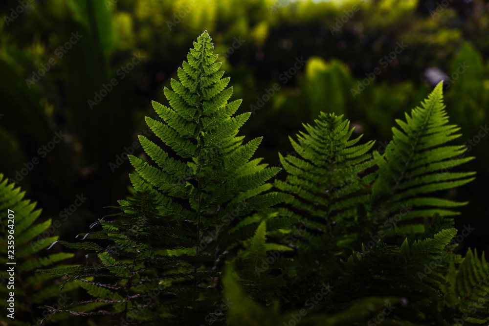 Green ferns in the forest Green ferns in the forest