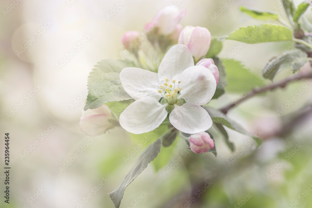 beginning of spring blooming apple buds pink colors beginning of spring blooming apple buds pink colors